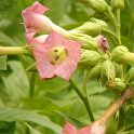 Nicotiana tabacum